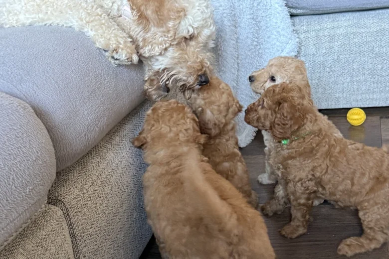 Labradoodle