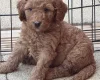 Labradoodle