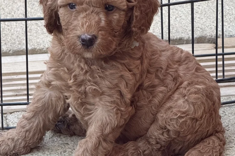 Labradoodle