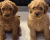 Labradoodle