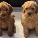 Labradoodle