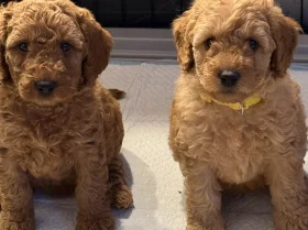 Labradoodle