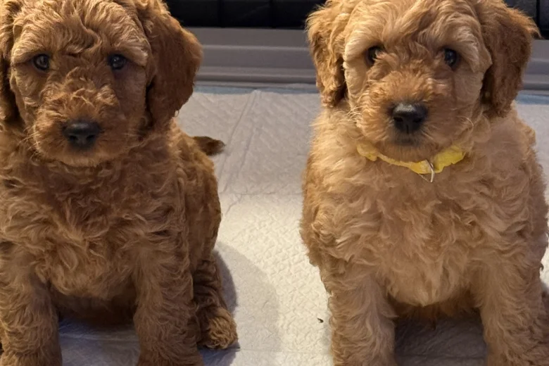 Labradoodle