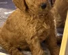 Labradoodle