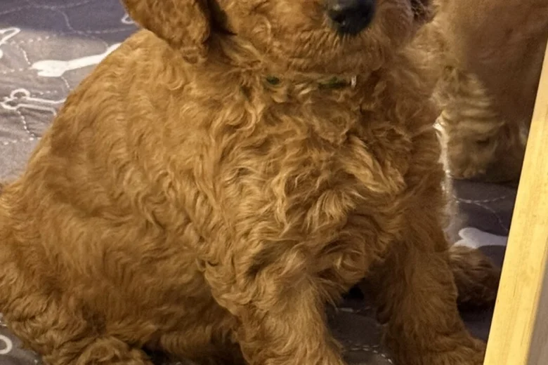 Labradoodle