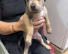 Mixed Breed