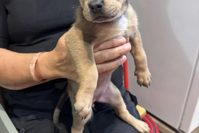 Mixed Breed