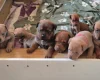 Mixed Breed