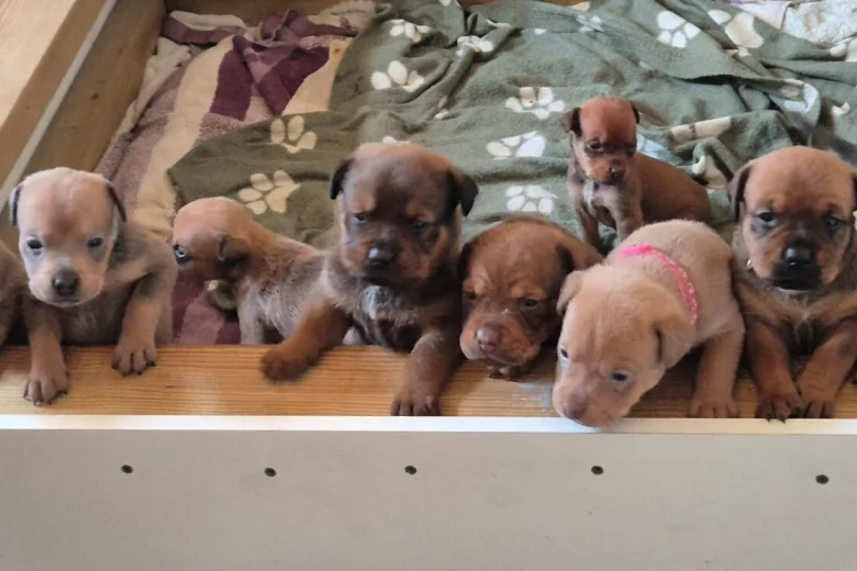 Mixed Breed