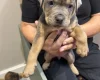 Mixed Breed