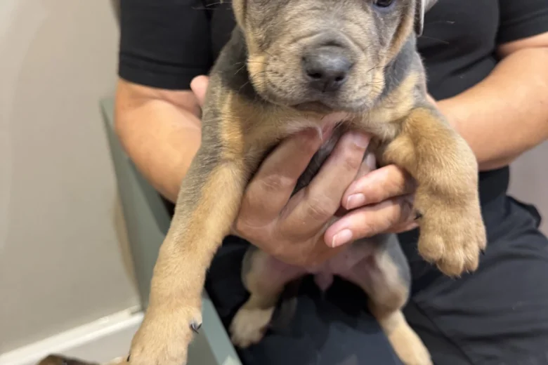 Mixed Breed