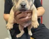 Mixed Breed