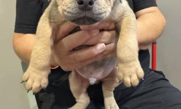 Mixed Breed