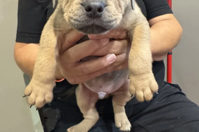Mixed Breed