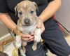 Mixed Breed