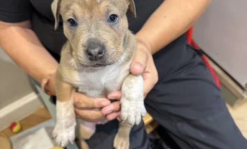 Mixed Breed