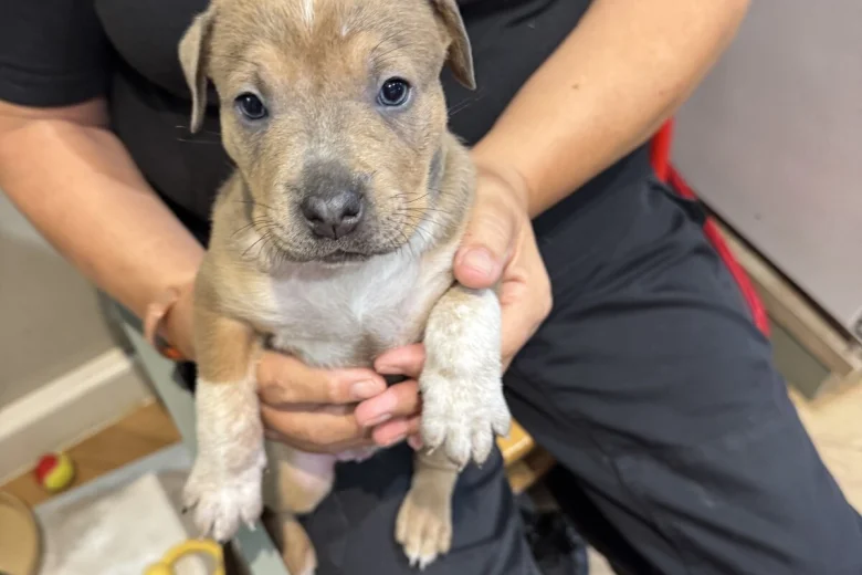 Mixed Breed