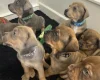 Mixed Breed