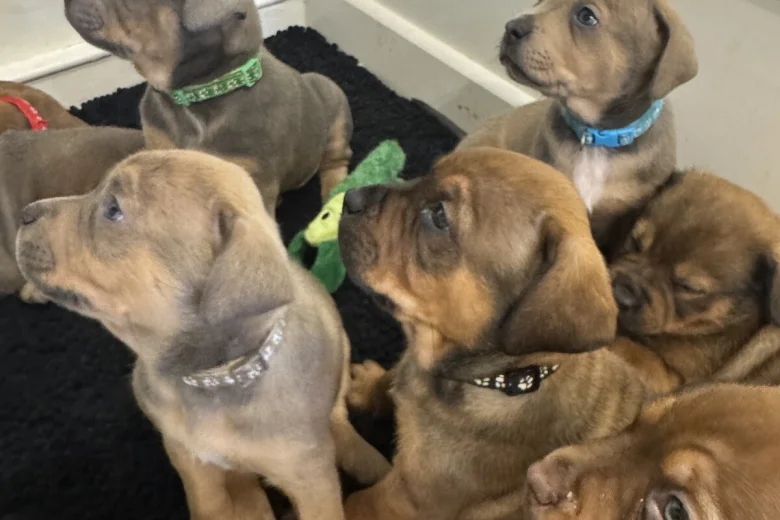Mixed Breed