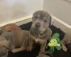 Mixed Breed