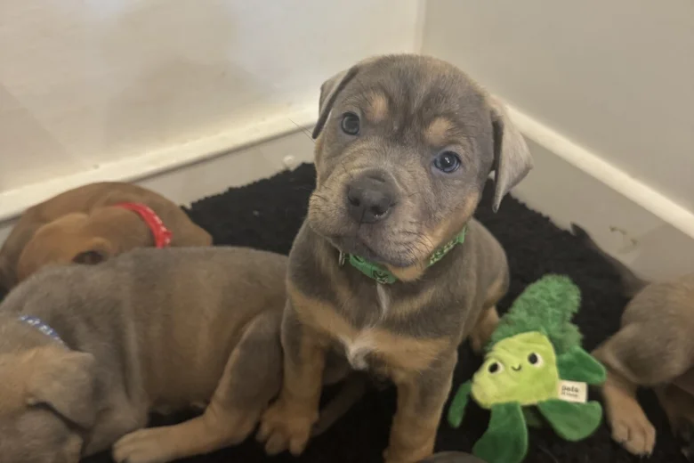 Mixed Breed