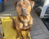 Mixed Breed