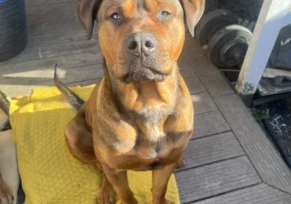 Stud