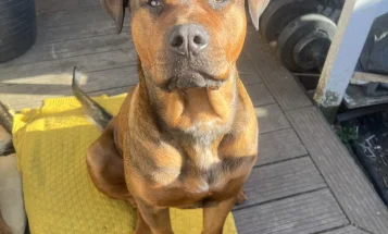 Mixed Breed