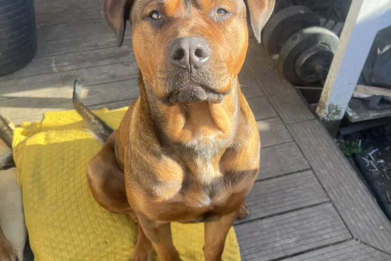 Mixed Breed