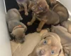 Mixed Breed
