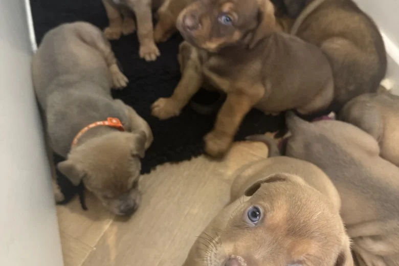 Mixed Breed