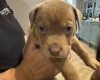 Mixed Breed