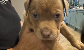 Mixed Breed