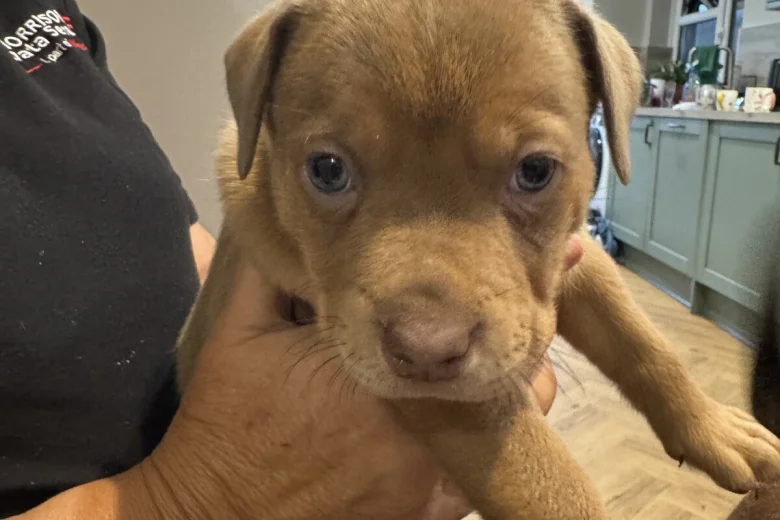 Mixed Breed