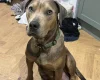 Mixed Breed