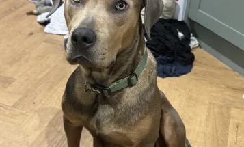 Mixed Breed