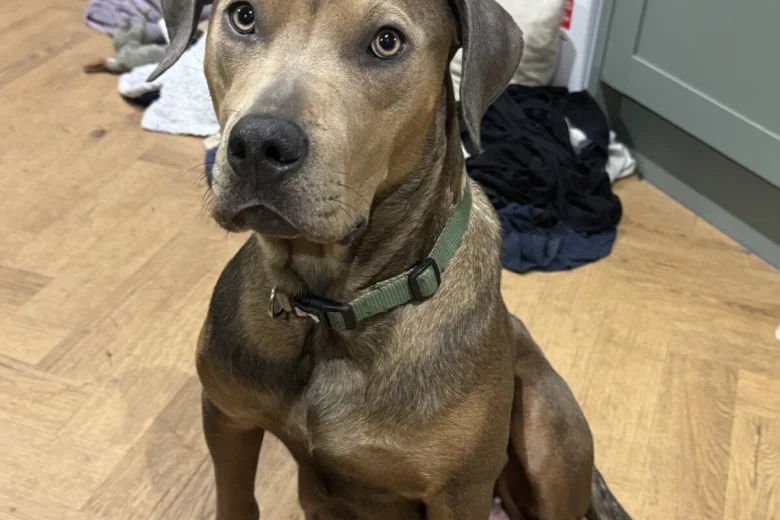 Mixed Breed
