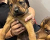 Mixed Breed