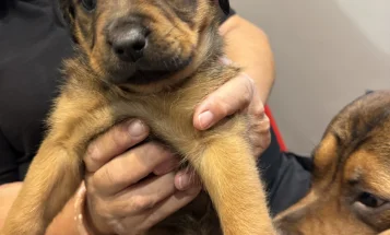 Mixed Breed