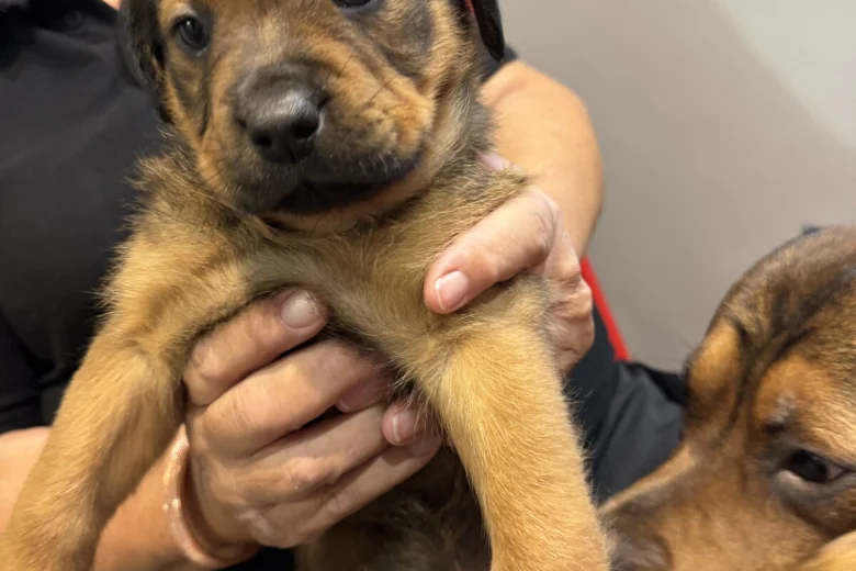Mixed Breed