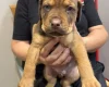 Mixed Breed