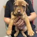 Mixed Breed