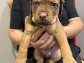 Mixed Breed