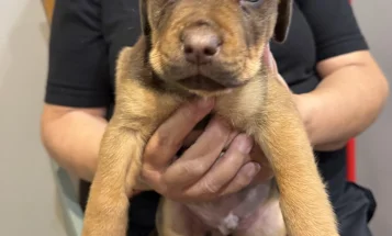 Mixed Breed