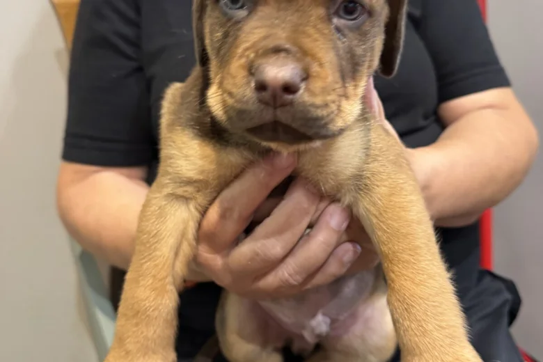 Mixed Breed