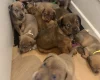 Mixed Breed