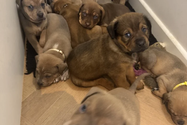 Mixed Breed