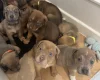 Mixed Breed