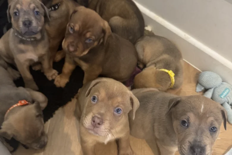 Mixed Breed