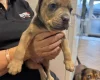 Mixed Breed